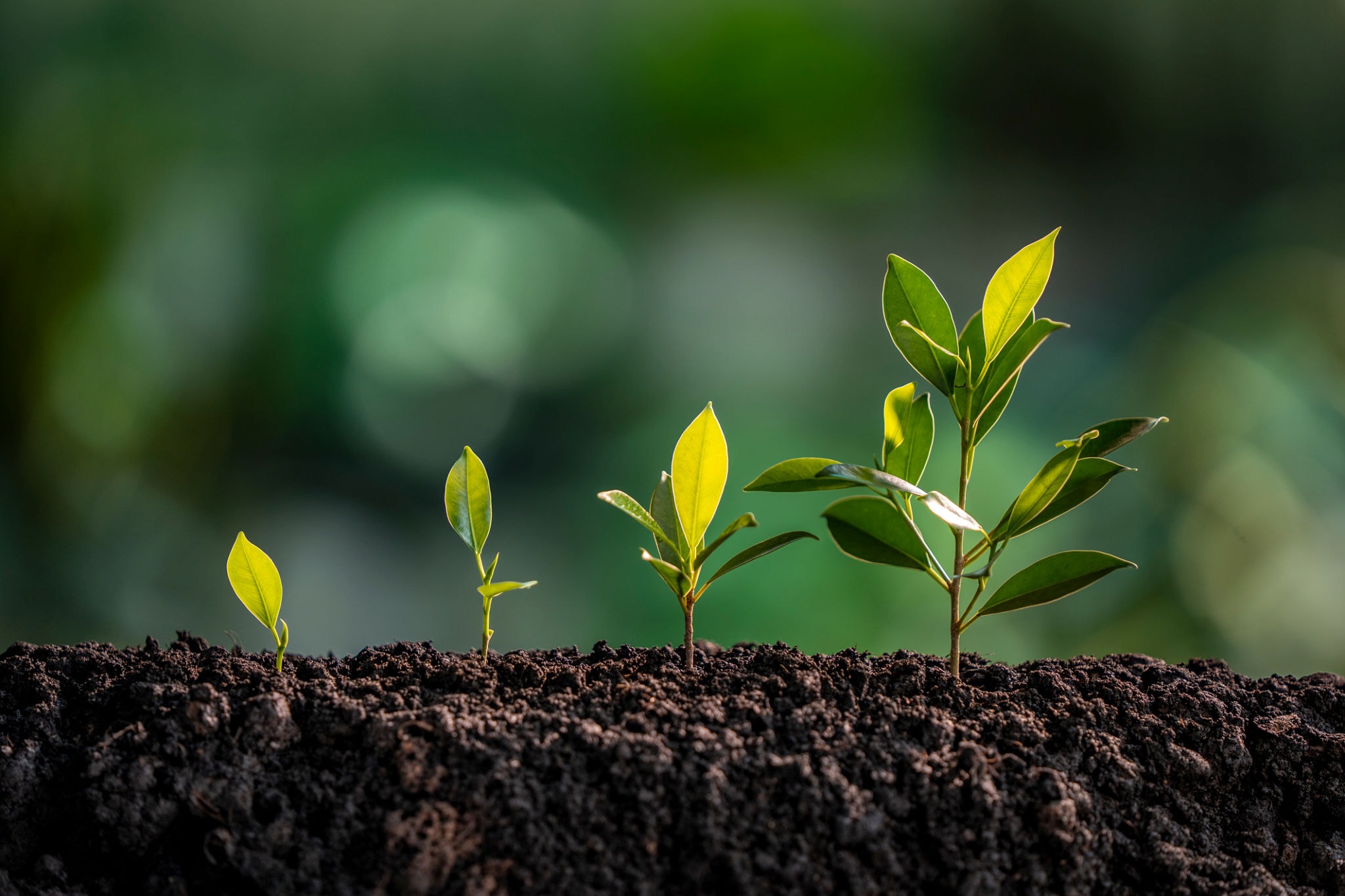 Four seedlings growing in rich soil, representing growth and sowing seeds of faith